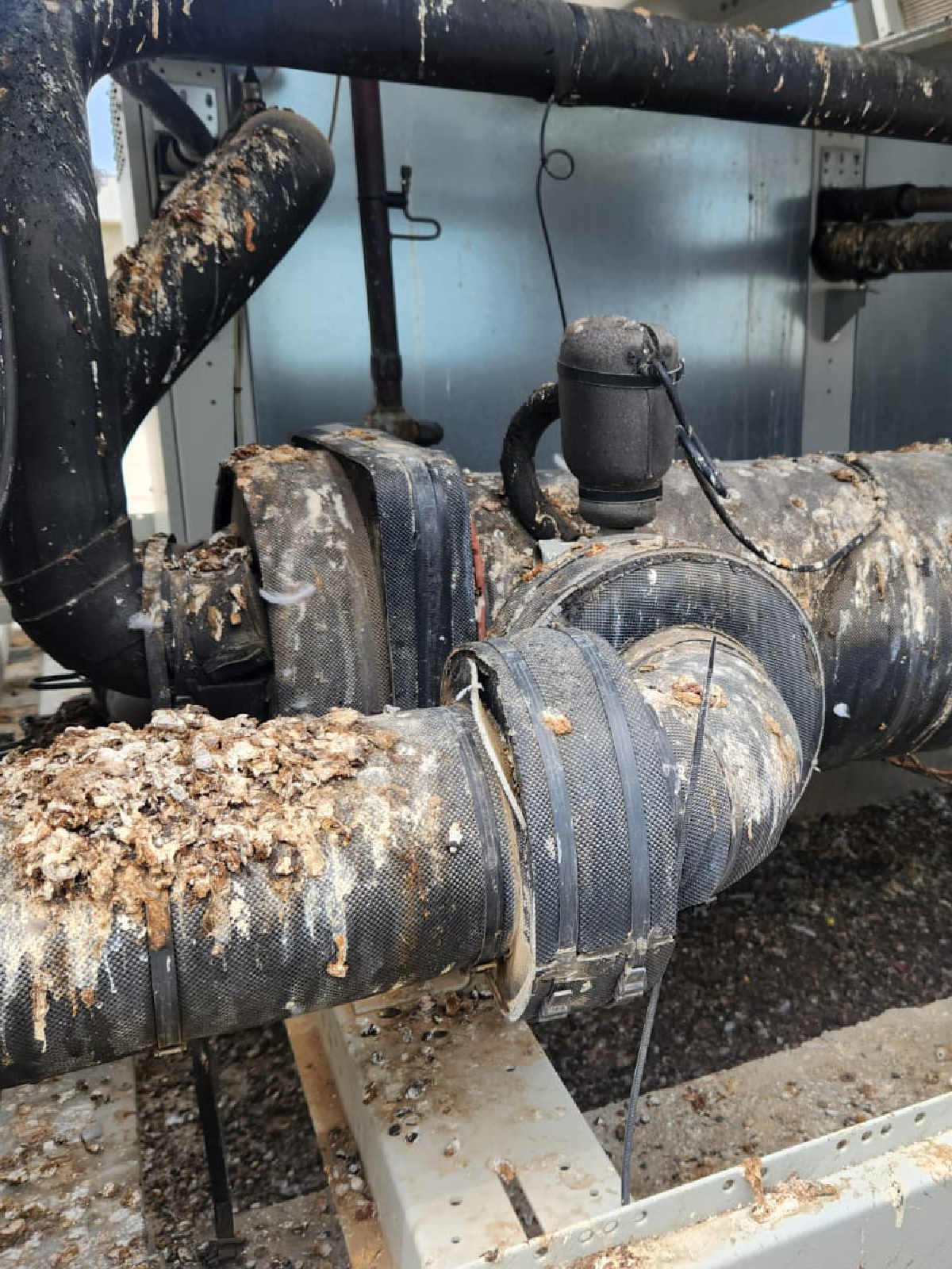 נזקי יונים 4